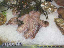 Opfer des Unveganismus