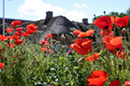Sylter Reetdach hinter blühendem Mohn Sylter Reetdach hinter blühendem Mohn