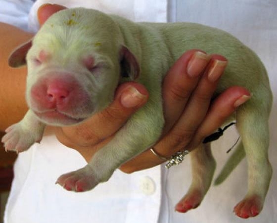 Brasilien: Geburt einer grünen Hundewelpe Brasilien: Geburt einer grünen Hundewelpe