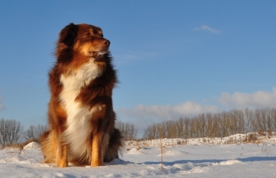 Hundehaftpflicht: die neuesten Ergebnisse der Zeitschrift Finanztest 1/2011 - Testsieger Neuharlinge Hundehaftpflicht: die neuesten Ergebnisse der Zeitschrift Finanztest 1/2011 - Testsieger Neuharlinge