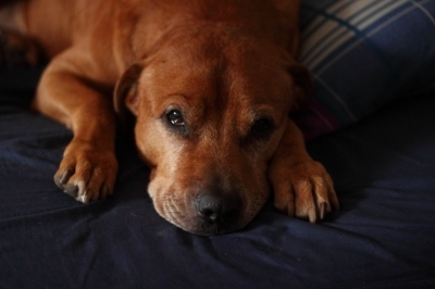 Hundekrankenversicherung: Gesundheitsschutz für den beliebtesten Vierbeiner