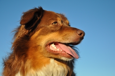 Die Hundehaftpflichtversicherung - große Wirkung auch bei kleinen Schäden Die Hundehaftpflichtversicherung - große Wirkung auch bei kleinen Schäden