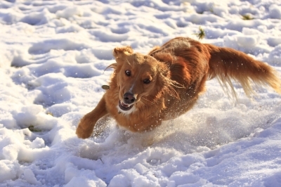 Hundeurlaub - für die schönsten Wochen im Jahr für Hund und Familie