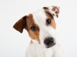 Hundehaftpflicht ist Pflicht, egal ob großer oder kleiner Hund Hundehaftpflicht ist Pflicht, egal ob großer oder kleiner Hund