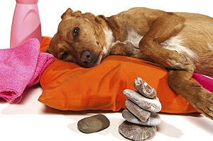 Wellness: Nicht ohne meinen Hund!