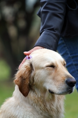Die günstigste Hundeversicherung Deutschlands - da freuen sich Bello und Herrchen Die günstigste Hundeversicherung Deutschlands - da freuen sich Bello und Herrchen