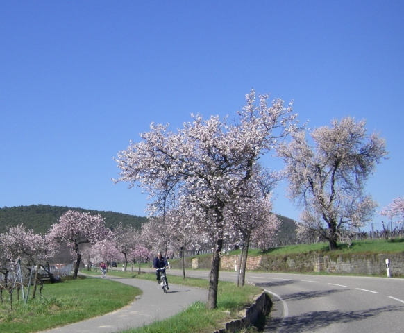 Mandelblüte in der Pfalz - die Deutsche Weinstraße genüsslich per Rad entdecken und erleben Mandelblüte in der Pfalz - die Deutsche Weinstraße genüsslich per Rad entdecken und erleben