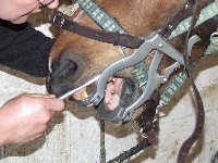 Die Maulsperre sieht gemein aus, dient jedoch nur dem Offenhalten des Maules. Die Maulsperre sieht gemein aus, dient jedoch nur dem Offenhalten des Maules.