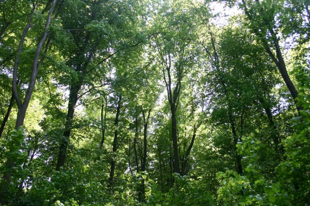 Grüne Woche Berlin 2011: Bio-Brennstoff Holz verbessert nachhaltig die CO2-Bilanz Grüne Woche Berlin 2011: Bio-Brennstoff Holz verbessert nachhaltig die CO2-Bilanz