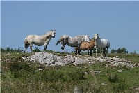 Die Highlandponies sind Naturspezialisten. Die Highlandponies sind Naturspezialisten.
