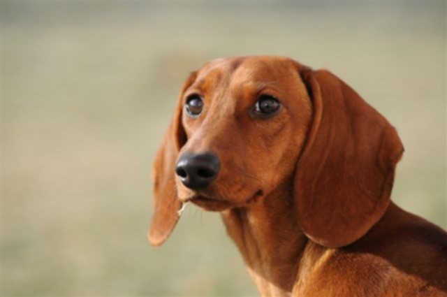 Hundepension Satke: Ein Erlebnis für den besten Freund des Menschen