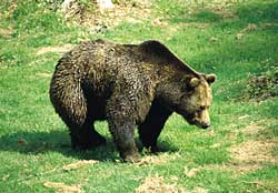 Nationalpark Bär