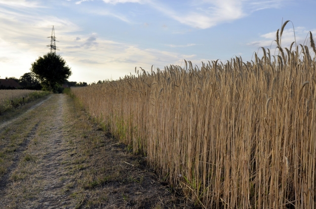 Herbizide: Honigbienen verhungern in intensiv genutzter Landschaft