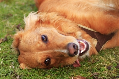 Hundehaftpflichtversicherung: Niedersachsen schafft Fakten Hundehaftpflichtversicherung: Niedersachsen schafft Fakten