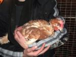 Befreites Huhn Befreites Huhn
