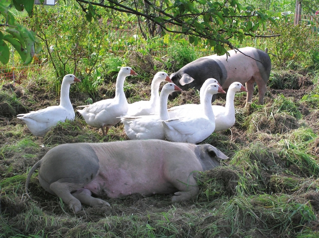 Symbiotische Landwirtschaft: Halb so viel, aber doppelt so gut! Symbiotische Landwirtschaft: Halb so viel, aber doppelt so gut!