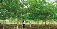 Ökologisch sinnvoll: Die Aufforstungsflächen von ForestFinance