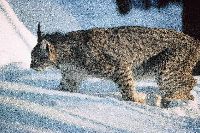 Luchs im Nationalpark Luchs im Nationalpark