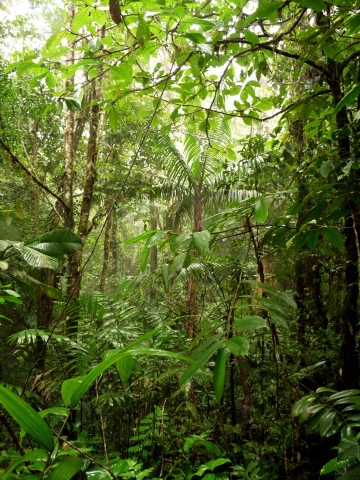 Biodiversity - ForestFinance wurde in Biodiversity - ForestFinance wurde in