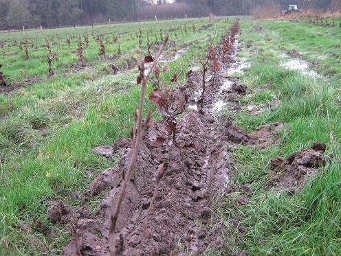 MEHR BÄUME. WENIGER CO2. MEHR BÄUME. WENIGER CO2.