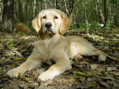 Der neue Hundehaftpflicht-Vergleichsrechner der iak GmbH: ein Top-Service für Hundeliebhaber Der neue Hundehaftpflicht-Vergleichsrechner der iak GmbH: ein Top-Service für Hundeliebhaber