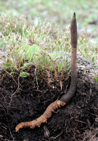 In New York tobt der Hype um den Cordyceps oder das