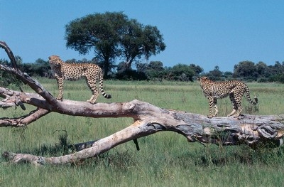 Neue Namibia Reisen 2011