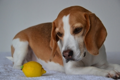 Hundehaftpflichtversicherung: gesetzliche Neuregelungen