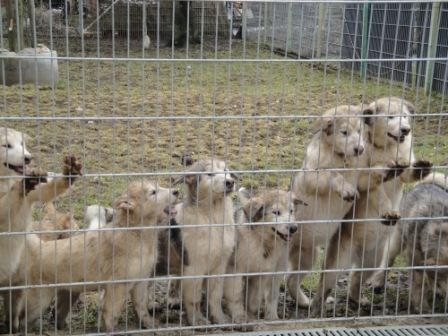 Bund Deutscher Tierfreunde hilft beschlagnahmten Welpen Bund Deutscher Tierfreunde hilft beschlagnahmten Welpen