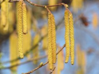 Blüten- und Gräserpollen stellen für viele Allergiker ein großes Problem dar. Die Mikronährstoffther Blüten- und Gräserpollen stellen für viele Allergiker ein großes Problem dar. Die Mikronährstoffther