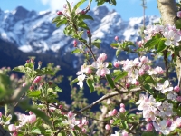 Kastanienblüten Kastanienblüten