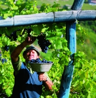 Weinbauer Weinbauer