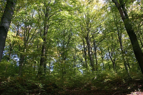 Waldschutz: ForestFinance und B.A.U.M. e.V. starten einzigartiges Waldschutz-Projekt Waldschutz: ForestFinance und B.A.U.M. e.V. starten einzigartiges Waldschutz-Projekt