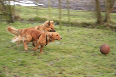 Hundeversicherung: große Vielfalt und kleine Preise Hundeversicherung: große Vielfalt und kleine Preise