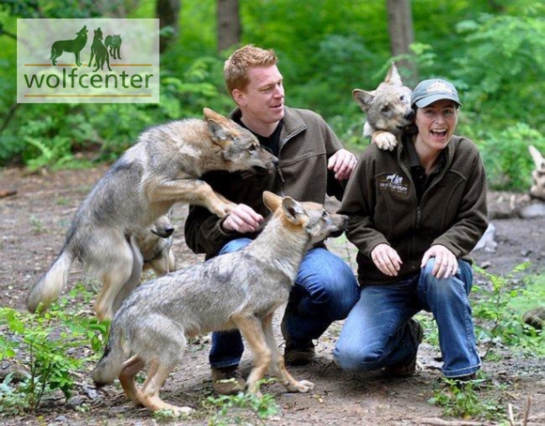 Freizeitpark in Norddeutschland - WOLFCENTER bietet einzigartige Attraktion mit Wölfen Freizeitpark in Norddeutschland - WOLFCENTER bietet einzigartige Attraktion mit Wölfen