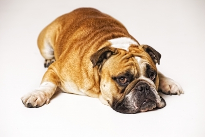 Ohne Hundekrankenversicherung ist Bello nicht glücklich
