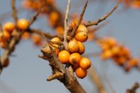Die gesunde Sanddorn-Pflanze - ein Vitamincocktail