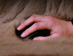 Die Revolution der optischen Maus Die Revolution der optischen Maus