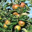 Gesundes Obst und hohe Erträge mit Waldleben Gesundes Obst und hohe Erträge mit Waldleben
