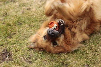 Die Hundehaftpflichtversicherung ist auch ein starker Schutz bei Sachschäden Die Hundehaftpflichtversicherung ist auch ein starker Schutz bei Sachschäden