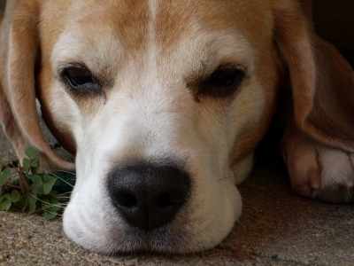 Die Hundeversicherung ist der beste Schutz für Herrchen und seinen treuen Vierbeiner Die Hundeversicherung ist der beste Schutz für Herrchen und seinen treuen Vierbeiner