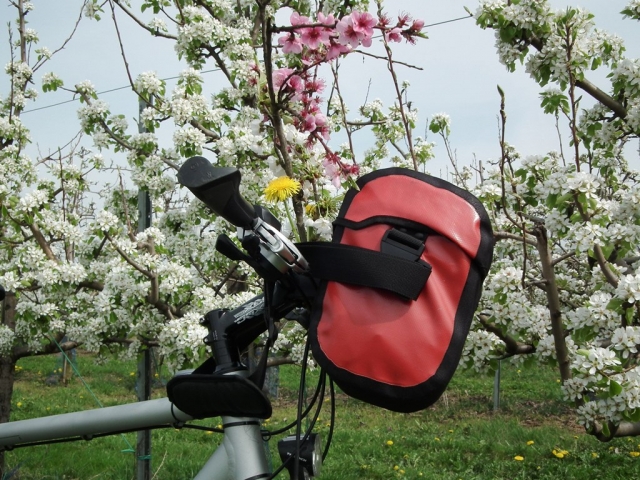 Blütenzauber an der Deutschen Weinstraße - Hundertausende blühende Obstbäume beim Radeln und Wande Blütenzauber an der Deutschen Weinstraße - Hundertausende blühende Obstbäume beim Radeln und Wande