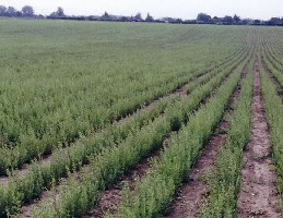 Oregano-Plantage in der Magdeburger Börde Oregano-Plantage in der Magdeburger Börde