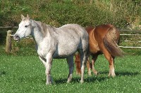 Die australischen Buschblüten haben Sonita bei der Trennung von ihrem Fohlen hervorragend geholfen.