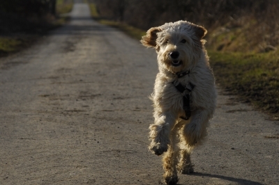 Hundekrankenversicherung: Sicherheit rund um Bellos Gesundheit