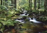 Steinerne Mühl