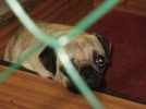 Bund Deutscher Tierfreunde e.V. warnt vor kuscheligen Ostergeschenken Bund Deutscher Tierfreunde e.V. warnt vor kuscheligen Ostergeschenken