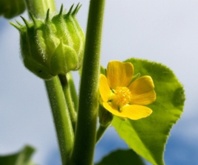 Die Lindenblättrige Schönmalve (Abutilon theophrasti) Die Lindenblättrige Schönmalve (Abutilon theophrasti)