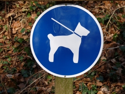 Hundehaftpflichtversicherung: Schutz bei unberechtigten Schadensersatzforderungen