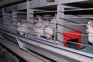 Bund gegen Missbrauch der Tiere appelliert an Verbraucher zu Ostern nur tierschutzgerechte und